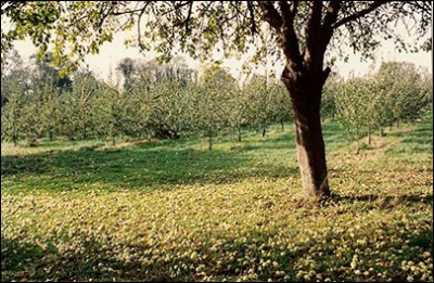 Huerto en el otoño