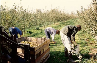 Verger à l'automne