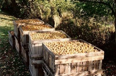 Verger à l'automne